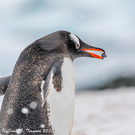 Gentoo Penguins