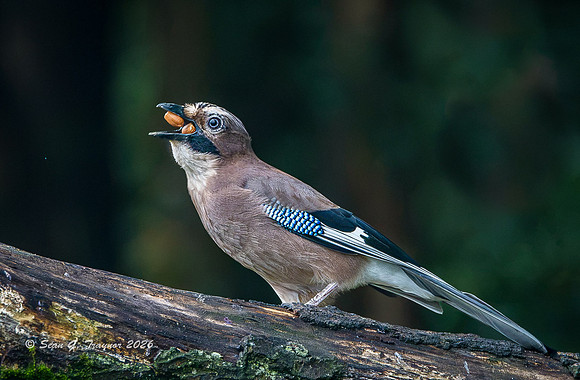 Eurasian Jay