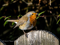 Robin