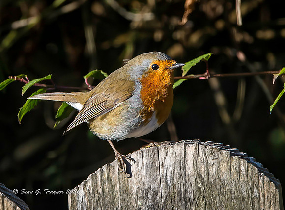 Robin