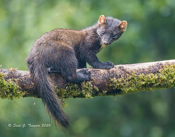 Pine Marten