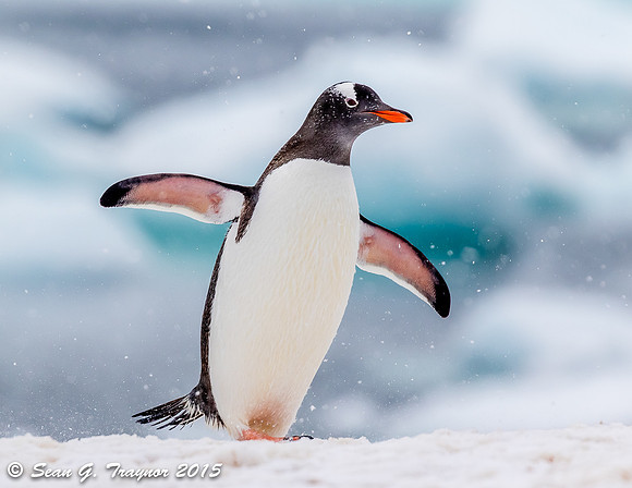 Gentoo Penguins
