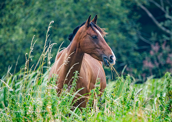 Horse