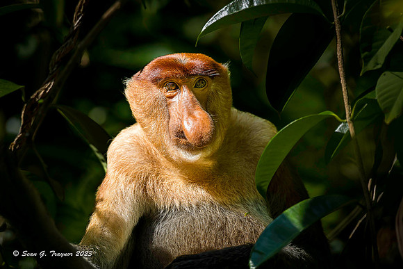Proboscis Monkey