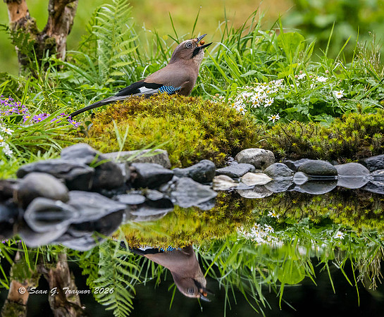 Eurasian Jay