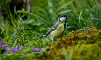 Great Tit