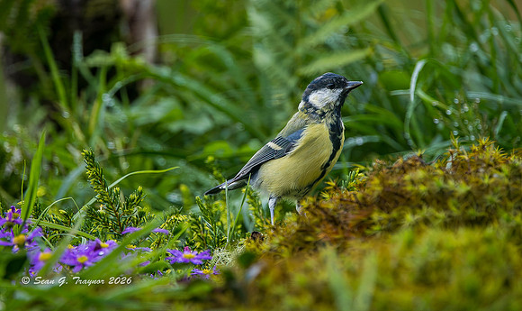 Great Tit