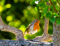 Robin