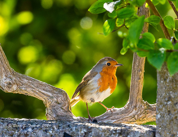 Robin