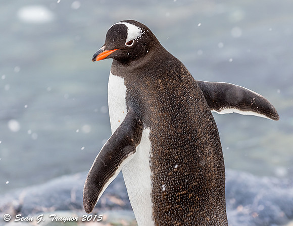 Gentoo Penguins