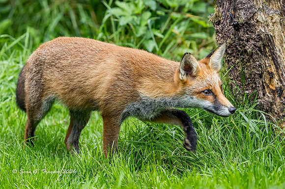 Fox