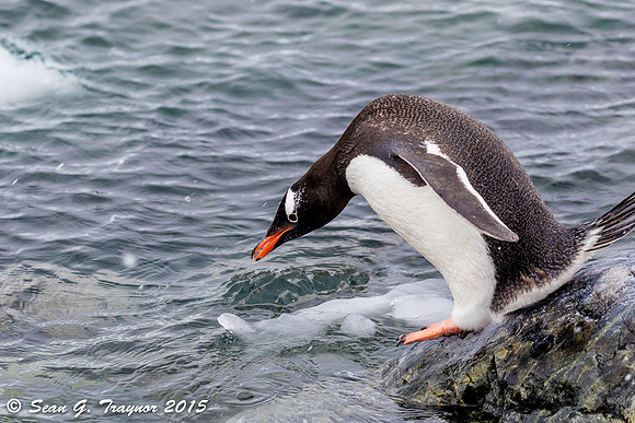 Gentoo Penguins