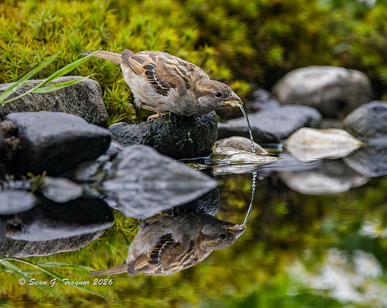 Sparrow