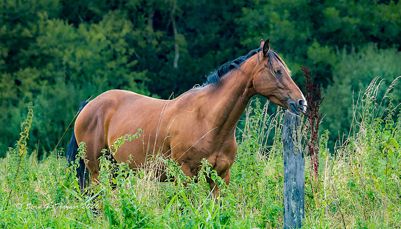 Horse