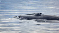 Minke Whale