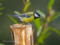 Great Tit