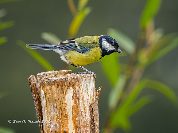 Great Tit