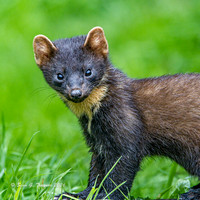 Ireland's Wildlife