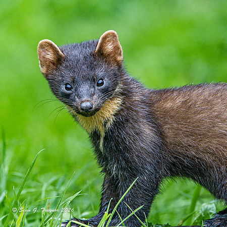 Pine Marten