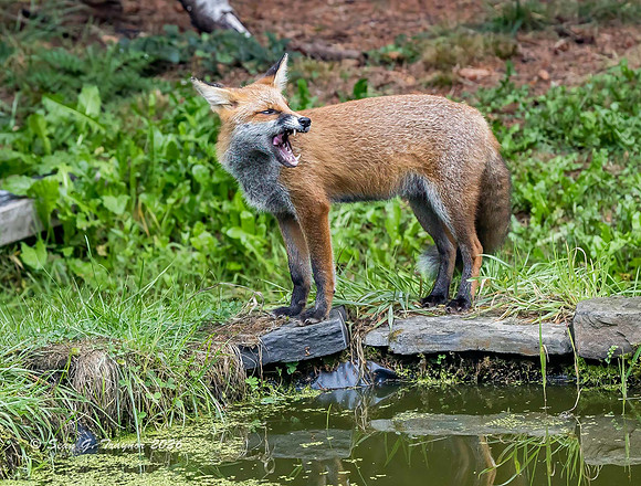 Fox