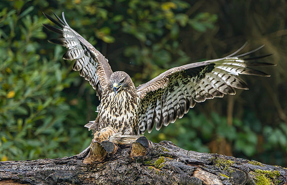 Common Buzzard
