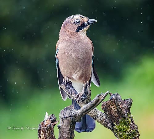 Eurasian Jay