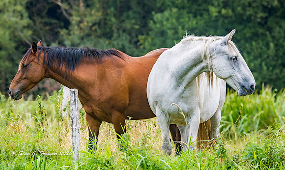 Horses