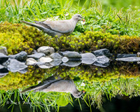Eurasian Collared Dove