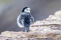 Willie-wagtail