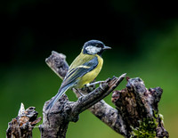 Great Tit