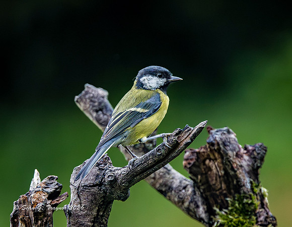 Great Tit