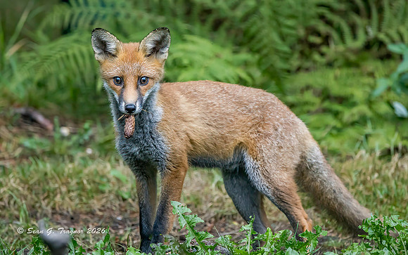 Fox
