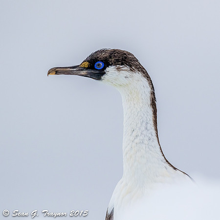 Blue-eyed Shag