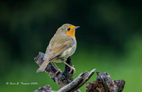 Robin