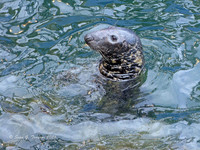 Harbour Seal