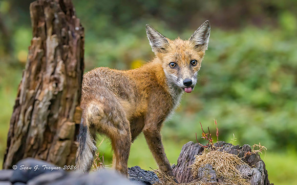 Fox