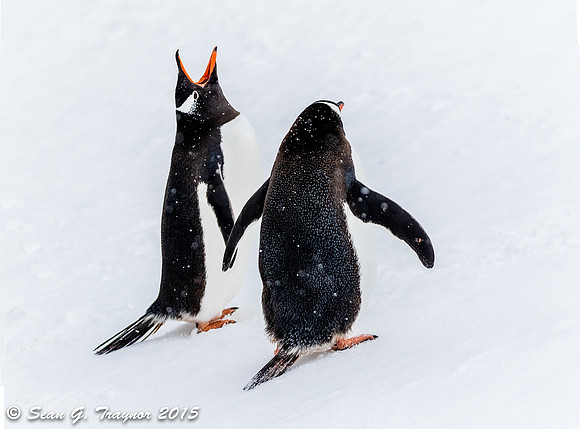 Gentoo Penguins