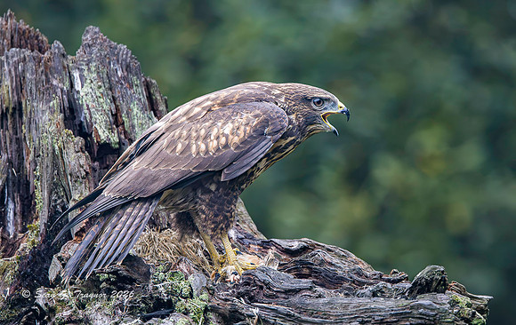 Common Buzzard