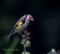 Goldfinch