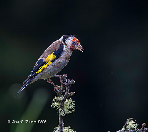 Goldfinch