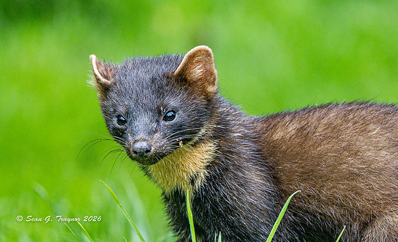 Pine Marten