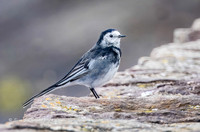 Willie-wagtail