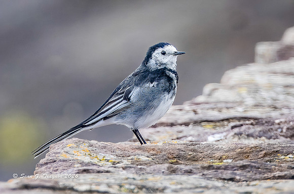 Willie-wagtail