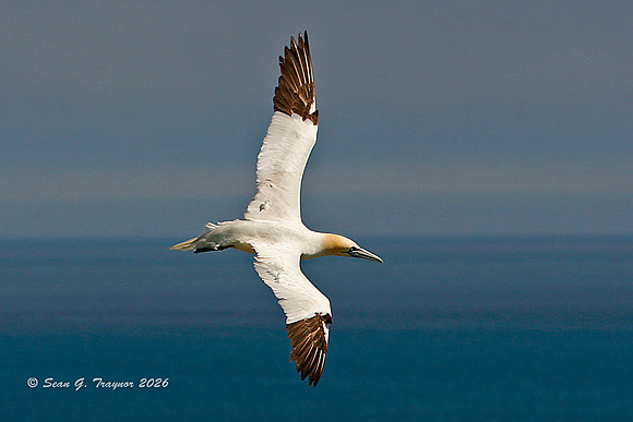 Gannet