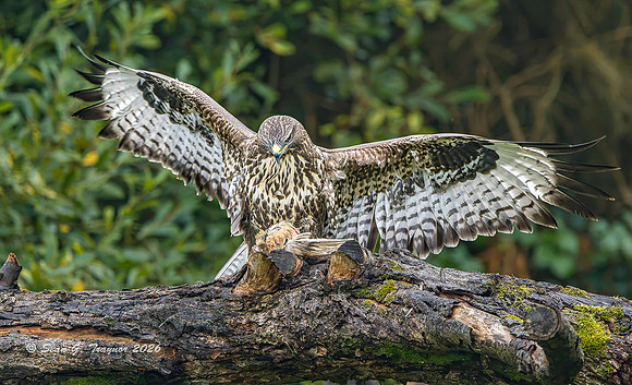Common Buzzard