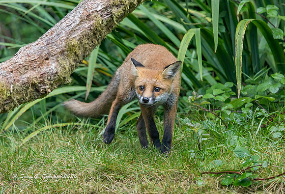 Fox