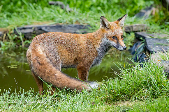 Fox