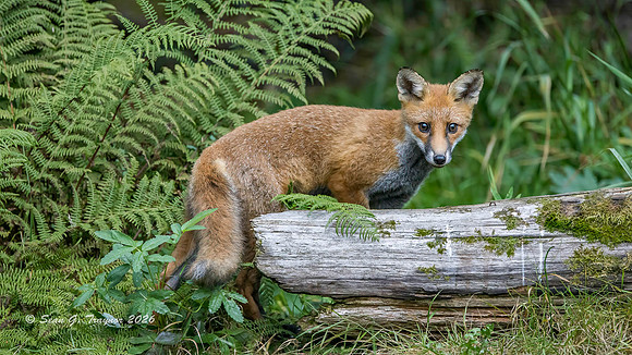 Fox