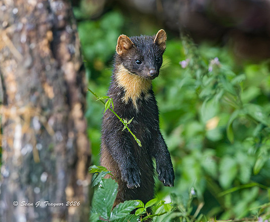 Pine Marten