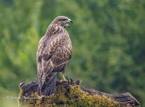 Common Buzzard